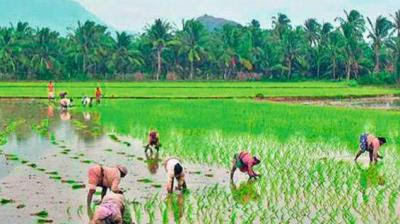 Organic Rice Online Grown By Natural Farming | Bor Noi