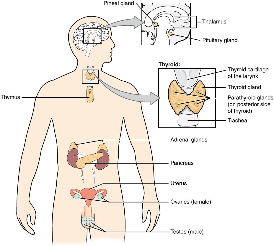 Best Endocrinologist in Lucknow – Dr Mayank Somni