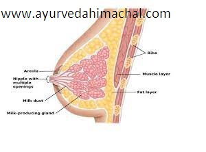 AROGYAM PURE HERBS BREAST UPLIFTING KIT