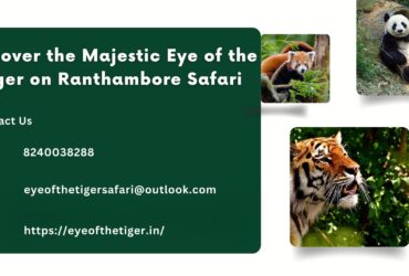 Discover the Majestic Eye of the Tiger on Ranthambore Safari