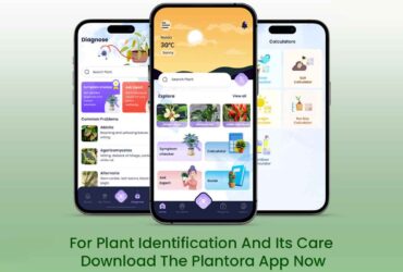 Discover Plantora – Your Free Plant Identifier and Best Plant Care App!