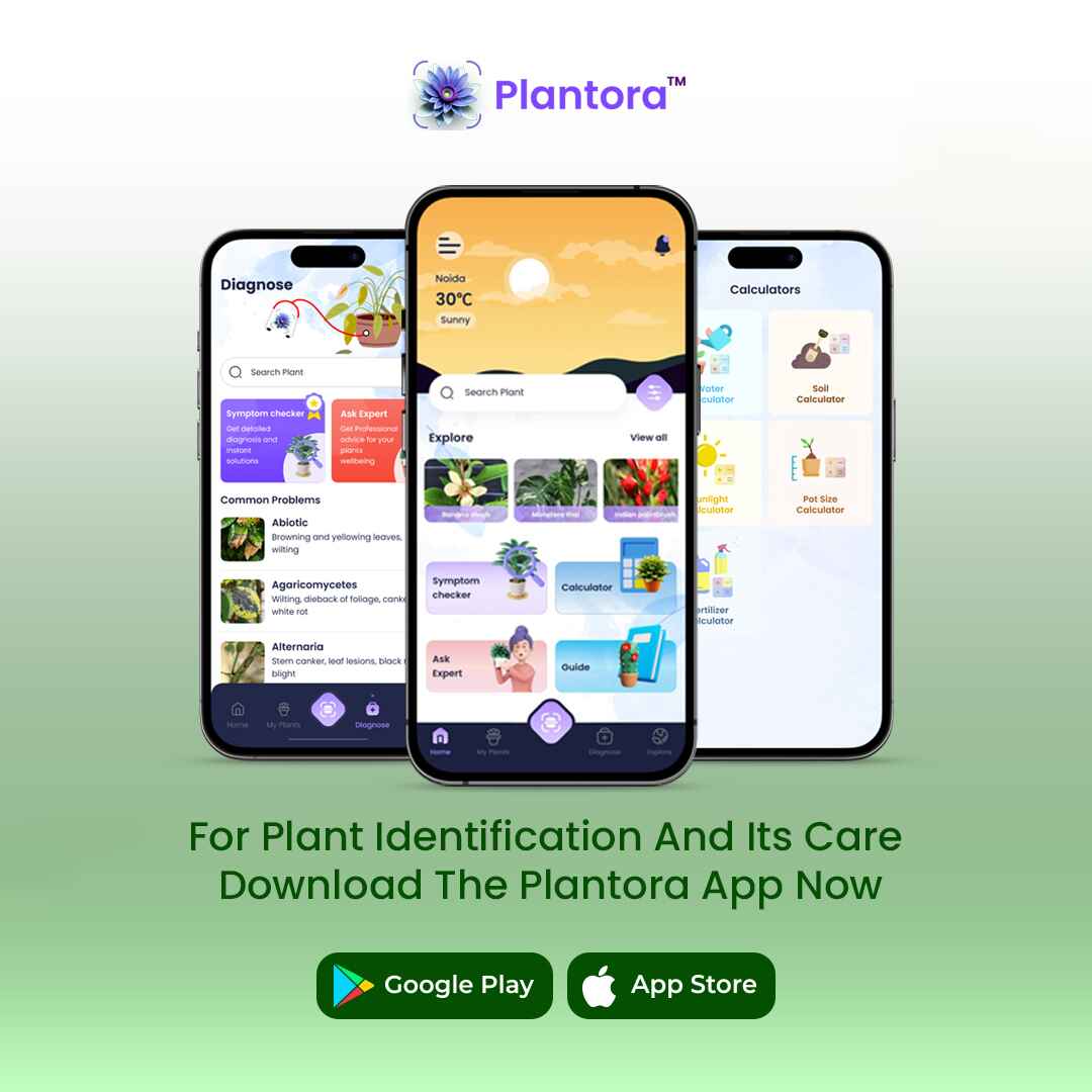 Discover Plantora – Your Free Plant Identifier and Best Plant Care App!