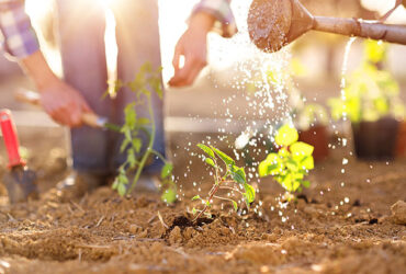 Cheap Grass Cutting Service Near Me – I love gardening