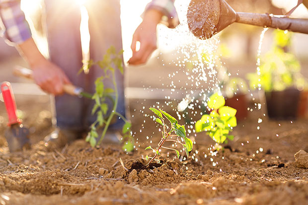 Cheap Grass Cutting Service Near Me – I love gardening