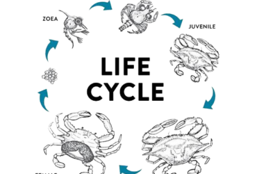 Crab cultivation