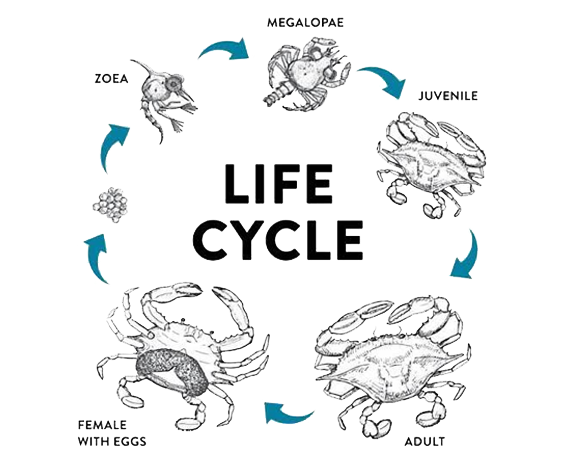 Crab cultivation